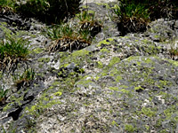 Grimsel - Nordrampe Mitte Flechten