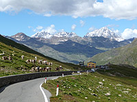 Gavia - Nordrampe Aussicht Kühe